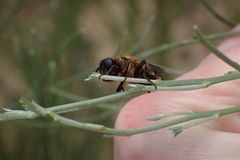Platynochaetus setosus