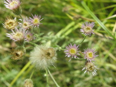 Erigeron acris podolicus