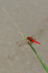 Crocothemis erythraea