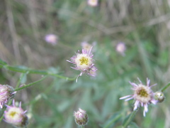 Erigeron acris podolicus