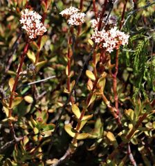 Crassula rubricaulis