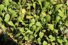 Leptinella dioica
