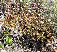 Crassula rubricaulis