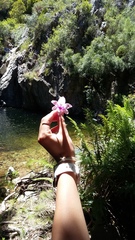 Gladiolus aquamontanus