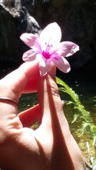 Gladiolus aquamontanus