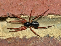 Battalus
