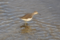 Tringa ochropus