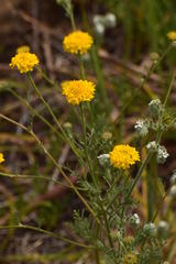 Chaenactis glabriuscula glabriuscula