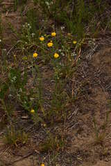 Chaenactis glabriuscula glabriuscula