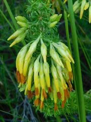 Erica coccinea
