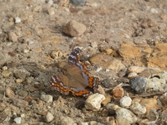 Precis octavia octavia