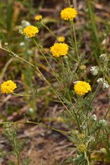 Chaenactis glabriuscula glabriuscula