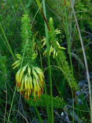 Erica coccinea
