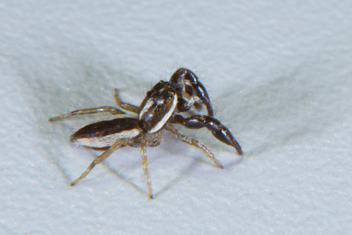 Pseudicius tokarensis