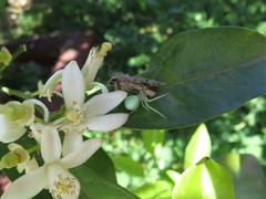 Misumena spinifera