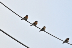 Fringilla montifringilla