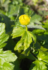 Trollius riederianus