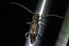 Coptocercus rubripes