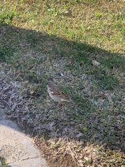 Passer domesticus