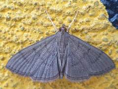 Poliobotys ablactalis