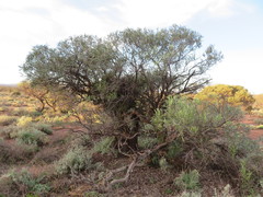 Acacia papyrocarpa