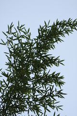 Phyllostachys bambusoides