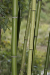 Phyllostachys bambusoides