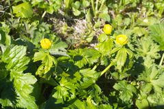 Trollius riederianus