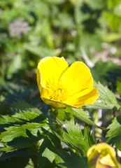 Trollius riederianus