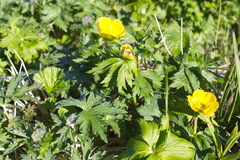Trollius riederianus