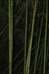 Phyllostachys bambusoides