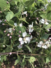 Triaspis glaucophylla