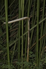 Phyllostachys bambusoides