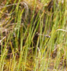 Procordulia jacksoniensis