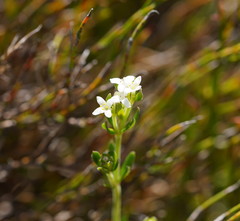 Asperula gunnii