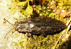 Texania campestris