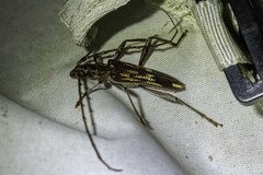 Coptocercus rubripes