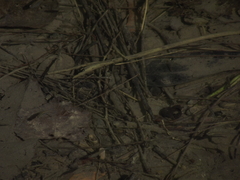 Poecilia reticulata