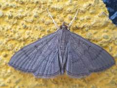 Poliobotys ablactalis