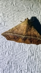 Eublemma crassiuscula