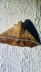 Eublemma crassiuscula