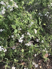 Triaspis glaucophylla