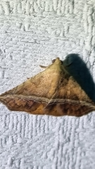 Eublemma crassiuscula