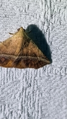 Eublemma crassiuscula