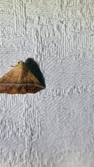 Eublemma crassiuscula