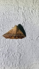 Eublemma crassiuscula