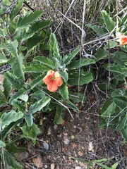 Pterodiscus cinnabarinus