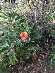 Pterodiscus cinnabarinus