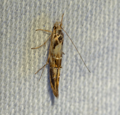 Trachydora chrysodoxa