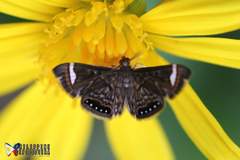 Eugauria albidentata